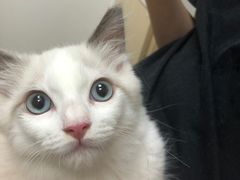 -爱诺耐芙动物医院(万博店)