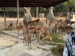 -清迈夜间动物园