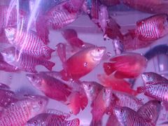 -华声天桥民俗文化园