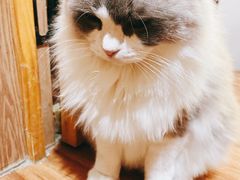 -MOCHA明星猫咖(田子坊店)