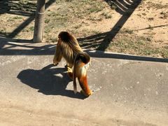 -西霞口神雕山野生动物世界