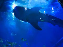 -成都浩海立方海洋公园