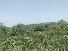 -东山风景区(洞庭东山)