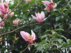 -桃花岛景观公园