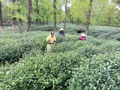 -野蔓果·山野菜(西湖景区·龙井茶田店)