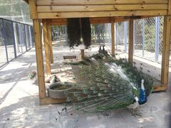 -长白岛森林公园