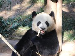 -广州长隆野生动物世界