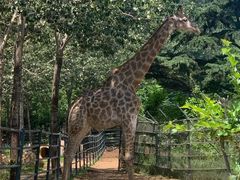 -大连森林动物园