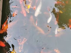 -老幺泉水鸡