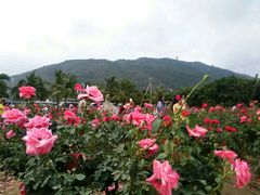-亚龙湾国际玫瑰谷