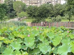 -沐仙湖湿地公园