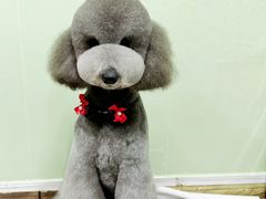 -鑫艺宠物美容培训学校