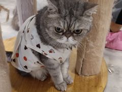 -楼上猫咖(罗湖店)