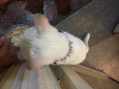 -猫色咖啡·猫咖
