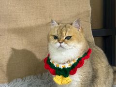 -爱派特动物医院·全科诊疗中心