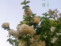-月湖风景区