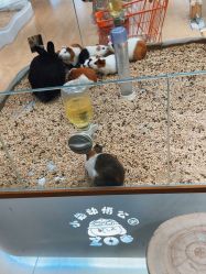 -小象动悟公园(龙湖亦庄天街店)