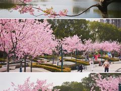 -新江湾城公园