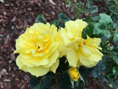 -人民公园(罗湖区)