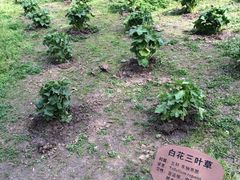 -新江湾城公园