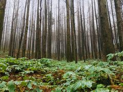 -山王坪喀斯特国家生态公园