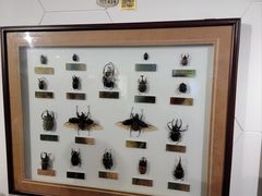 -上海昆虫博物馆