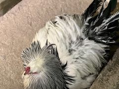 -萌宠奇缘