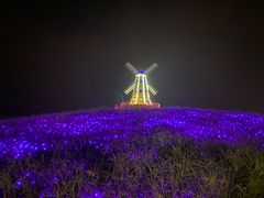 -大塘金香草谷