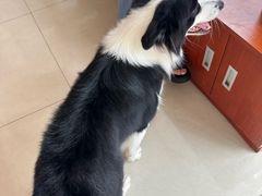 -艾贝尔宠物医院 ·内科全科(梁溪路店)