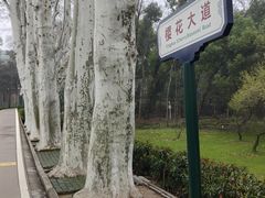 -武汉大学-樱园