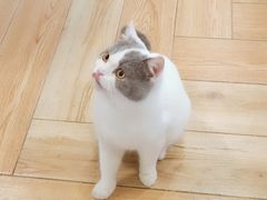 -遇见羊驼·奶狗咖·布偶猫咖·法斗柯基柴犬阿拉斯加(春熙路太古里IFS店)