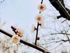 -香雪海