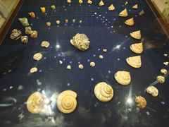 -青岛贝壳博物馆