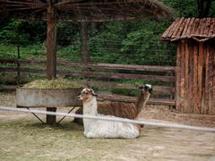 -沈阳森林动物园
