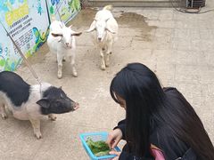 -上海佘山世茂艾美酒店