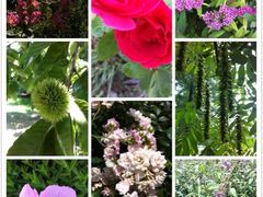 iphone_upload_pic-白塘生态植物园