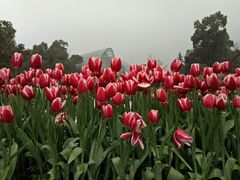 -南山植物园