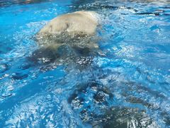-海合安武汉极地海洋公园