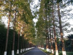 -黄海国家森林公园