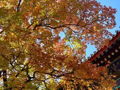 -香山公园