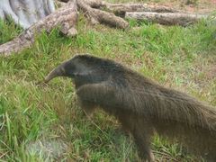 -深圳野生动物园