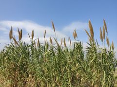 -芒洲湿地公园