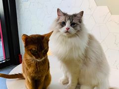 -猫房·猫吧·猫咖(龙湖时代汇店)