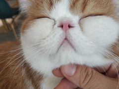 -飞行喵MR PILOT|猫舍·猫咖(静安大融城店)