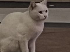 -红辣椒八爪鱼特色韩国料理