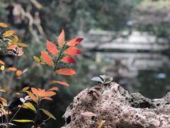-叶家花园