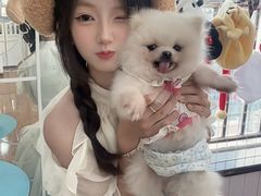 -汪说·狗咖·拼豆·宠物周边DIY(旺城大厦店)