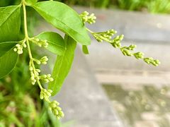 -桃花岛景观公园