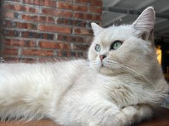 -豆逗聊愈猫阁Easy Life