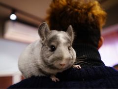-藦茜花园宠物主题亲子互动体验馆(国顺东路店)